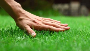 Will RV Antifreeze Kill Grass?