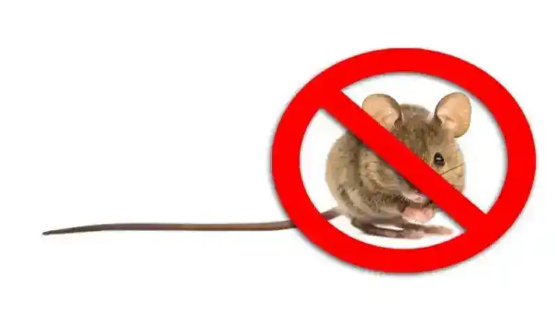 How to Rodent Proof Your Camper- 5 Must Know Tips