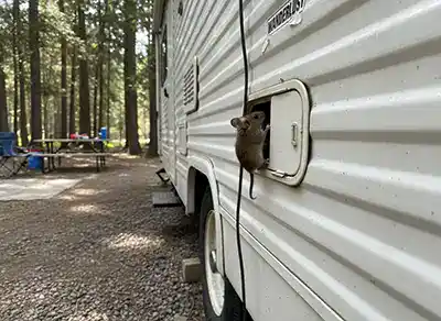 mouse climbing into a parked Rv