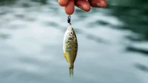 What Color Line Is Best For Saltwater Fishing?