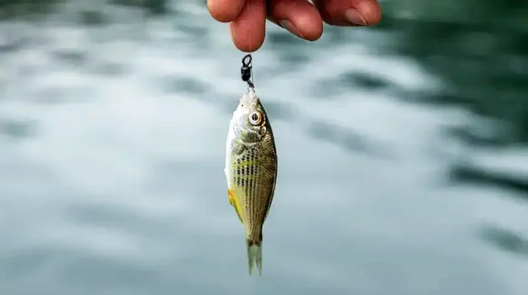 What Color Line Is Best For Saltwater Fishing?