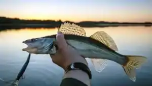 Do Fishing Rods Come With Line?