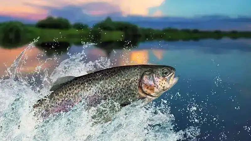How Long Can a Fish Live Out of Water?