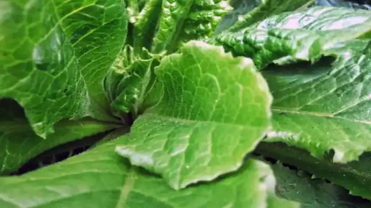 How To Use Wild Lettuce For Survival