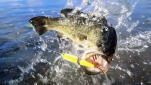 Our 5 Best Weedless Bass Lures