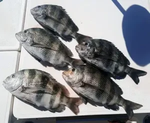 sheephead caught 3/2/26